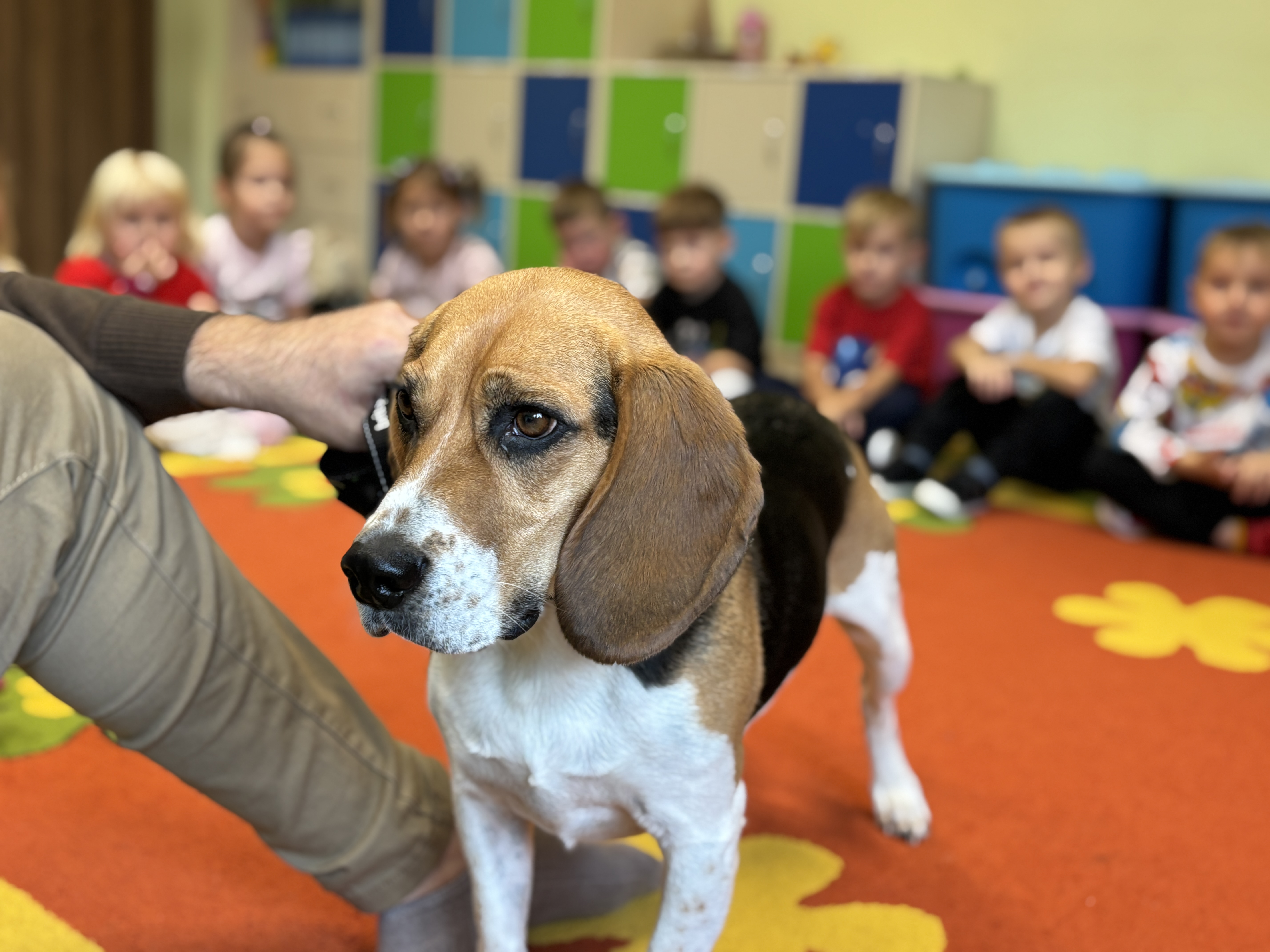 Dogoterapia czyli zajęcia z psem 